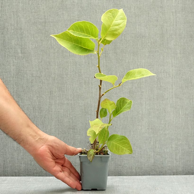 Spécimen de Magnolia x soulangeana Cameo  Pot de 12 cm / 13 cm tel que livré en été