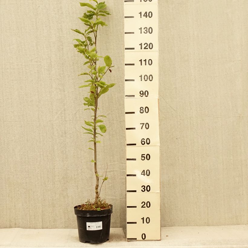 Spécimen de Magnolia Yellow Lantern Pot de 6L/7L tel que livré en été