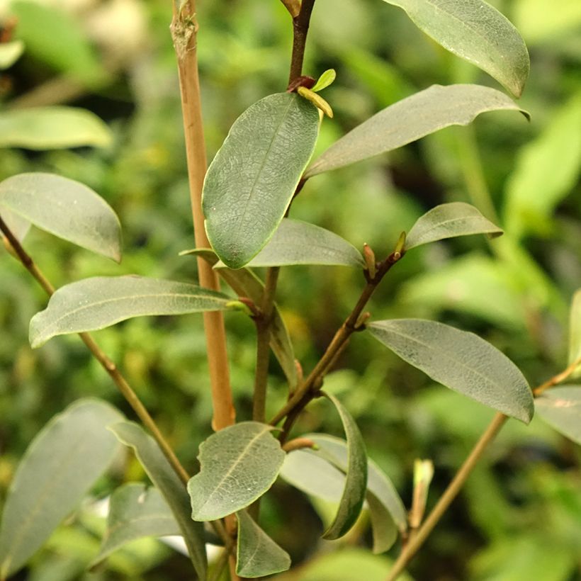 Magnolia yunnanensis - Michelia (Feuillage)