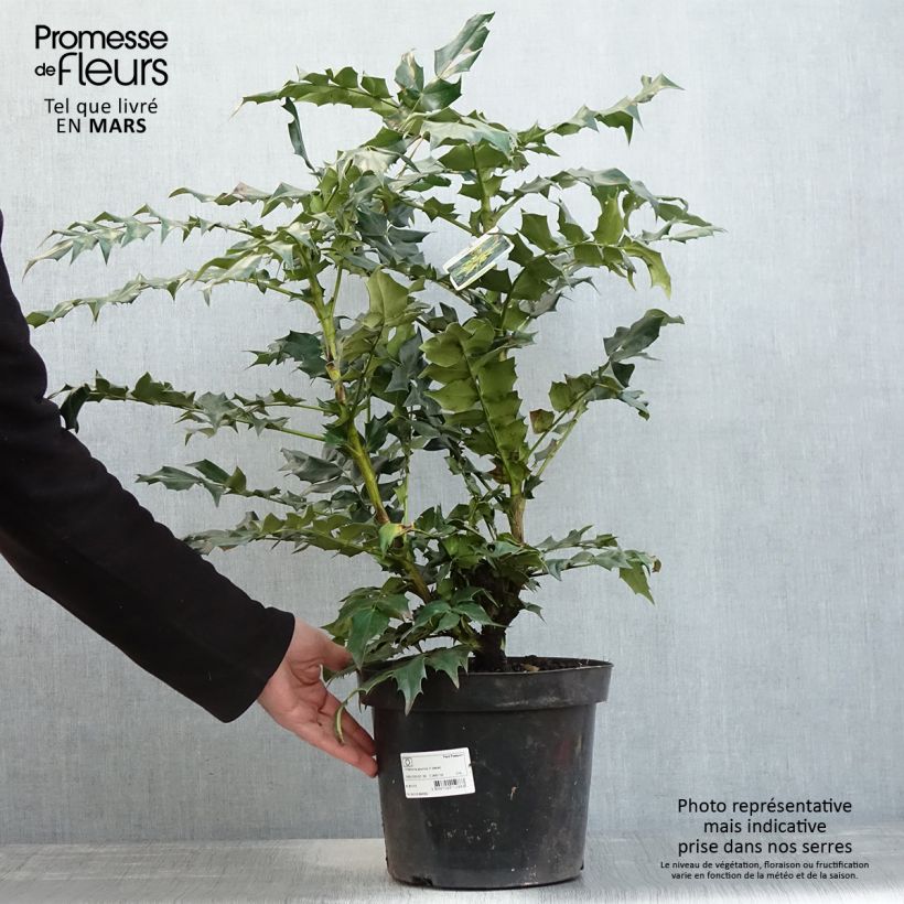 Spécimen de Mahonia bealei Pot de 7,5L/10L tel que livré au printemps