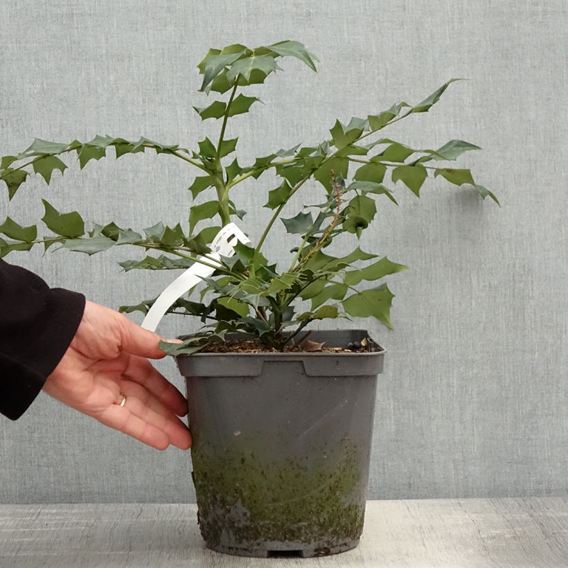 Spécimen de Mahonia bealei Pot de 3L/4L tel que livré au printemps