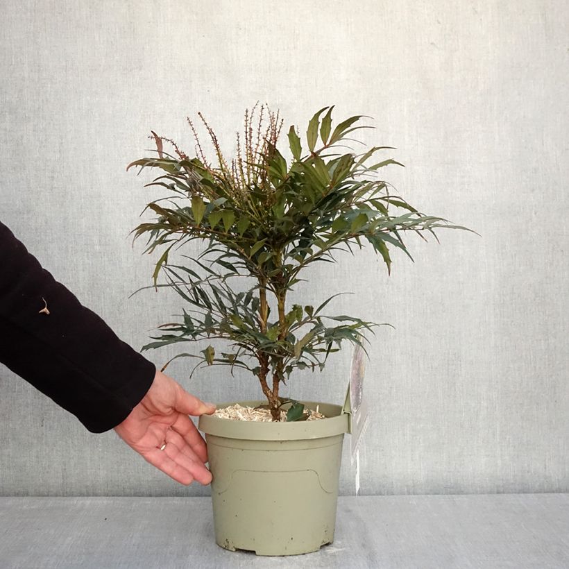 Example of Mahonia Meteor Pot de 3L/4L as you get in hiver