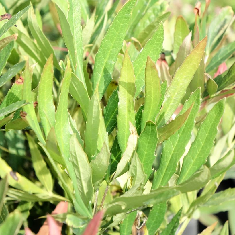 Mahonia sinensis - Mahonia de Chine (Feuillage)