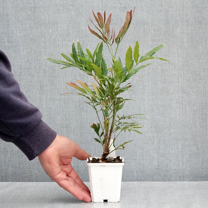 Spécimen de Mahonia sinensis - Mahonia de Chine Godet de 8/9 cm tel que livré au printemps