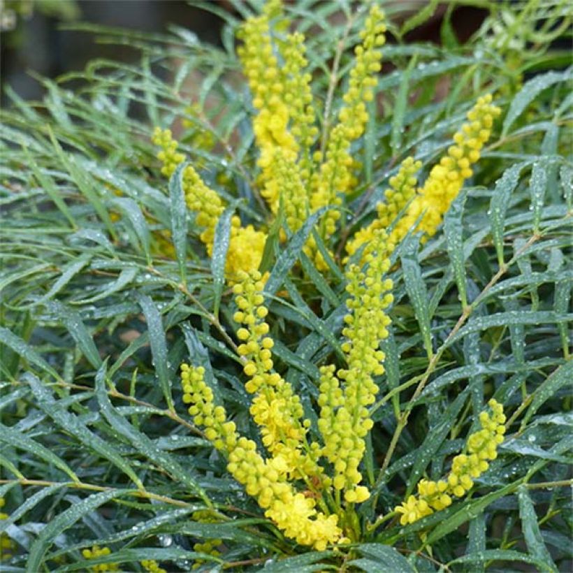 Mahonia Soft Caress - Mahonia hybride (Flowering)
