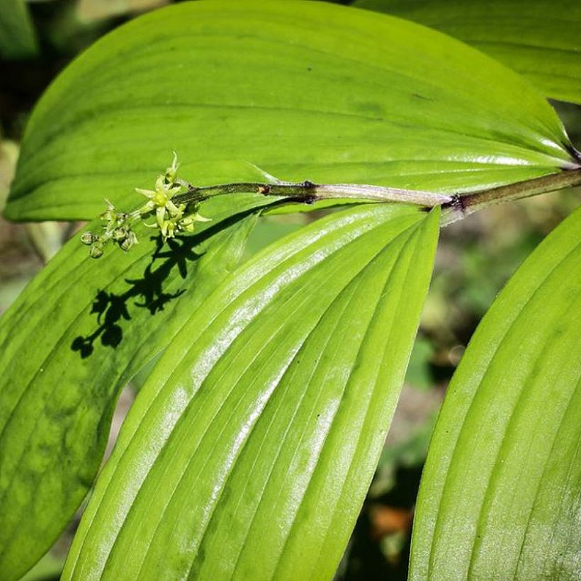 Maianthemum tatsienense - Faux Sceau de Salomon (Foliage)