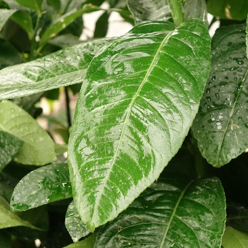 Main de Bouddha - Citrus medica var. sarcodactylis (Feuillage)