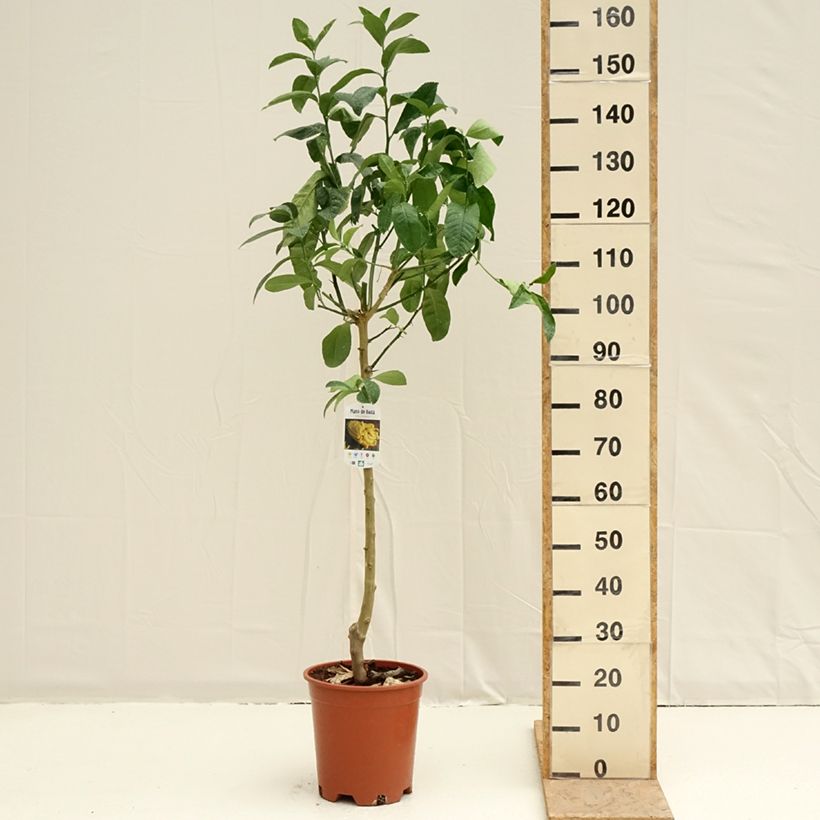 Spécimen de Main de Bouddha - Citrus medica var. sarcodactylis Pot de 7,5L/10L, Demi-Tige tel que livré au printemps