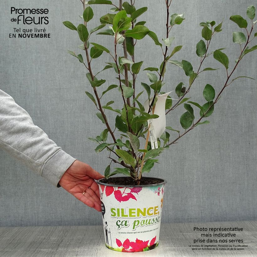 Spécimen de Malus Appletini (Gulliver) - Pommier d'ornement  Pot de 4L/5L tel que livré en automne