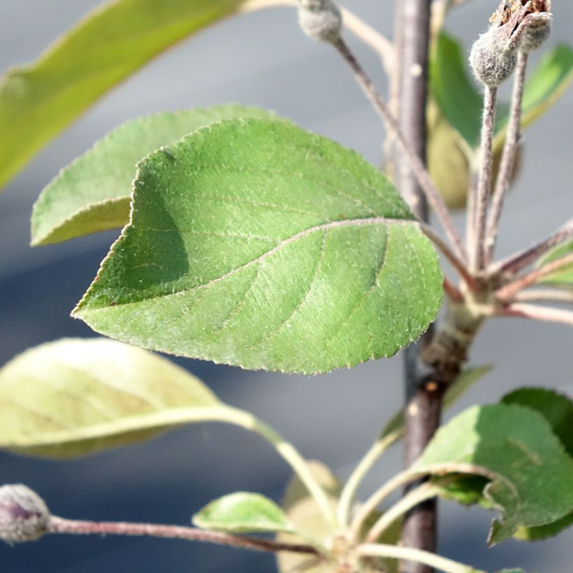 Malus Appletini (Gulliver) - Pommier d'ornement  (Feuillage)
