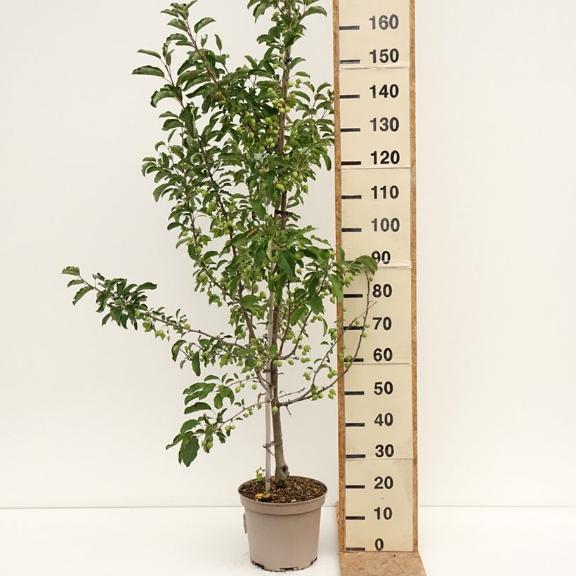 Spécimen de Malus Comtesse De Paris - Pommier d'ornement Pot de 7,5L/10L, Fuseau, Quenouille tel que livré en été