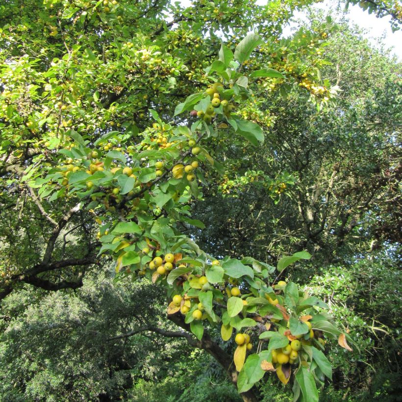 Pommier d'ornement - Malus Golden Hornet (Port)