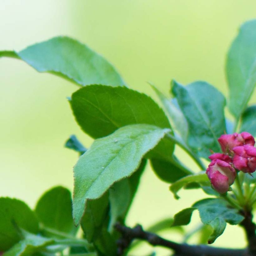 Malus toringo (Korean type) - Pommier d'ornement (Feuillage)