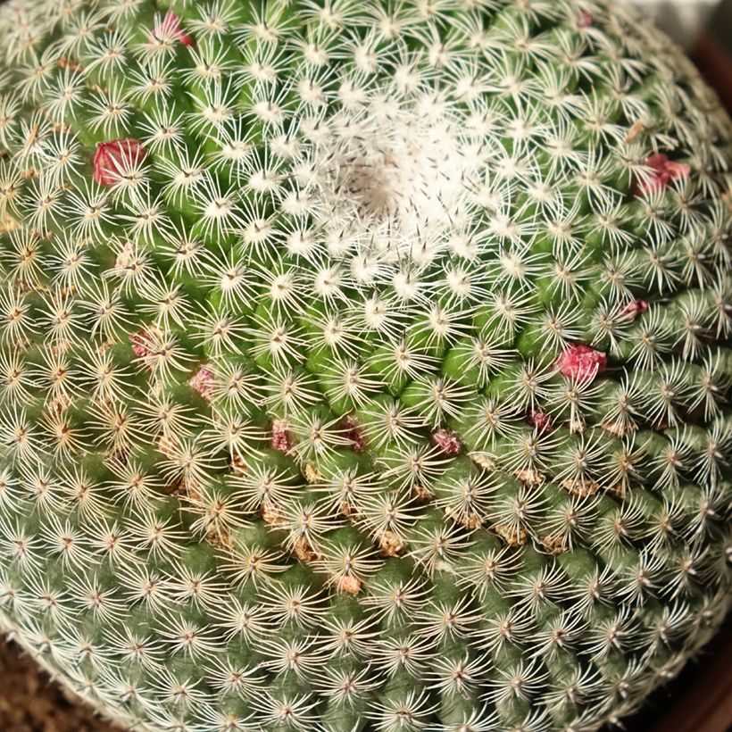 Mammillaria perbella  (Foliage)