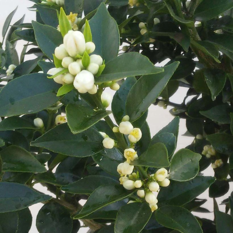 Mandarinier Chinois - Citrus myrtifolia (Flowering)