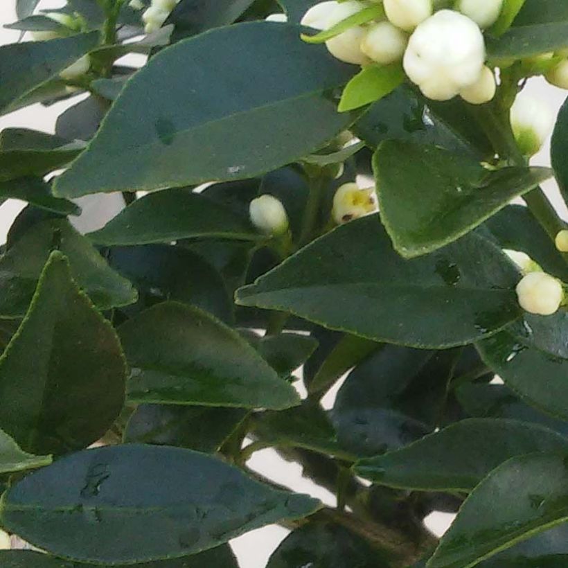 Mandarinier Chinois - Citrus myrtifolia (Foliage)