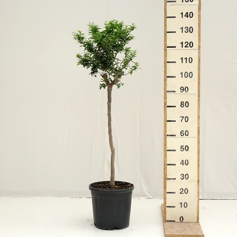 Example of Mandarinier Chinois - Citrus myrtifolia Pot de 18L/20L, Demi-Tige, Tige de 90 cm 8/10 as you get in printemps