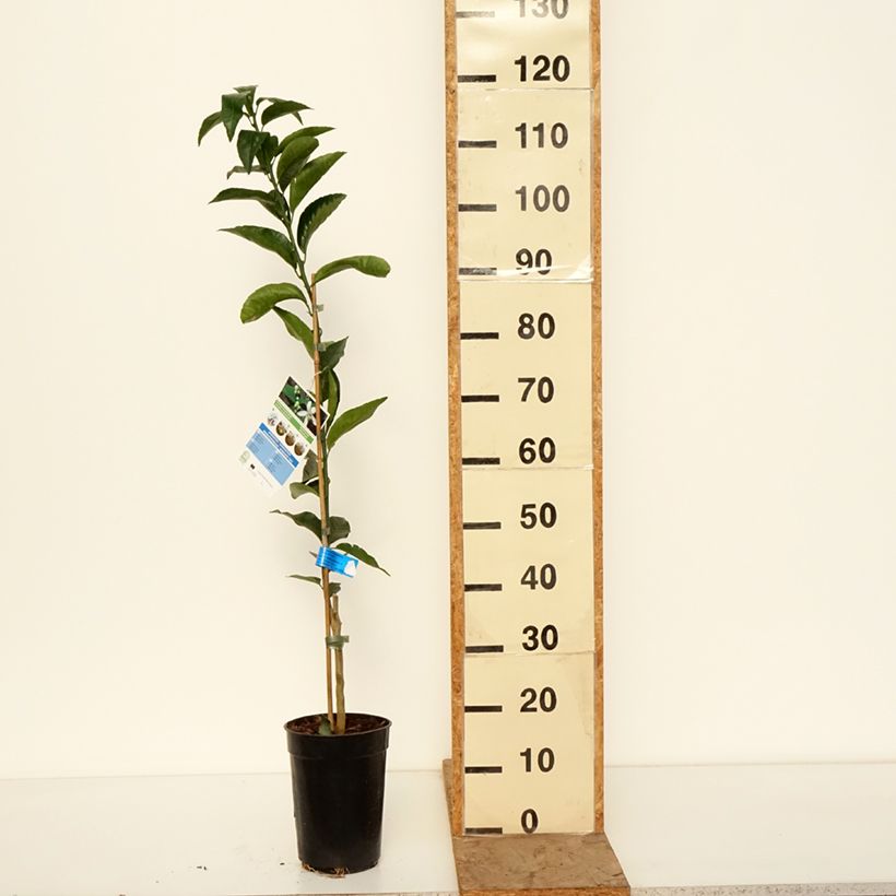 Example of Mandarinier - Citrus deliciosa - Agrumes Pot de 3L/4L, Scion as you get in hiver