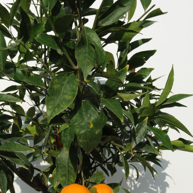 Mandarinier - Citrus deliciosa - Agrumes (Foliage)