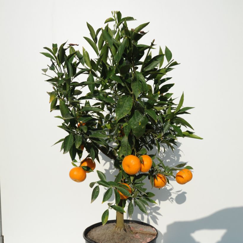 Mandarinier - Citrus deliciosa - Agrumes (Plant habit)