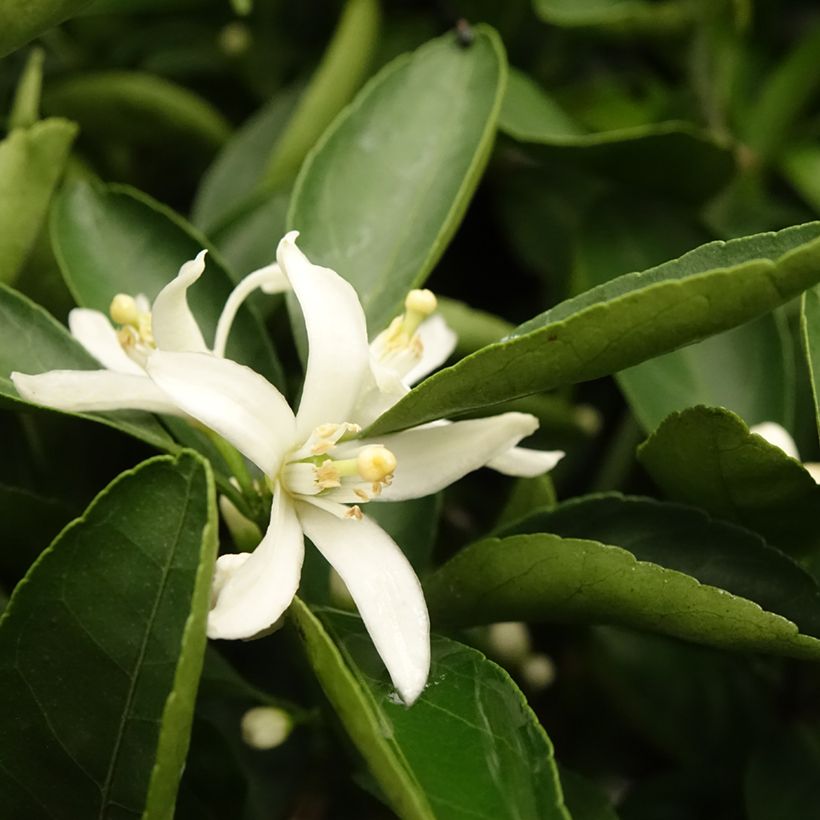 Mandarinier Satsuma - Citrus unshiu (Foliage)