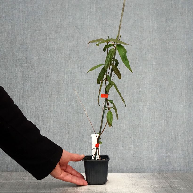 Spécimen de Mandevilla laxa - Jasmin du Chili Godet de 8/9 cm tel que livré au printemps