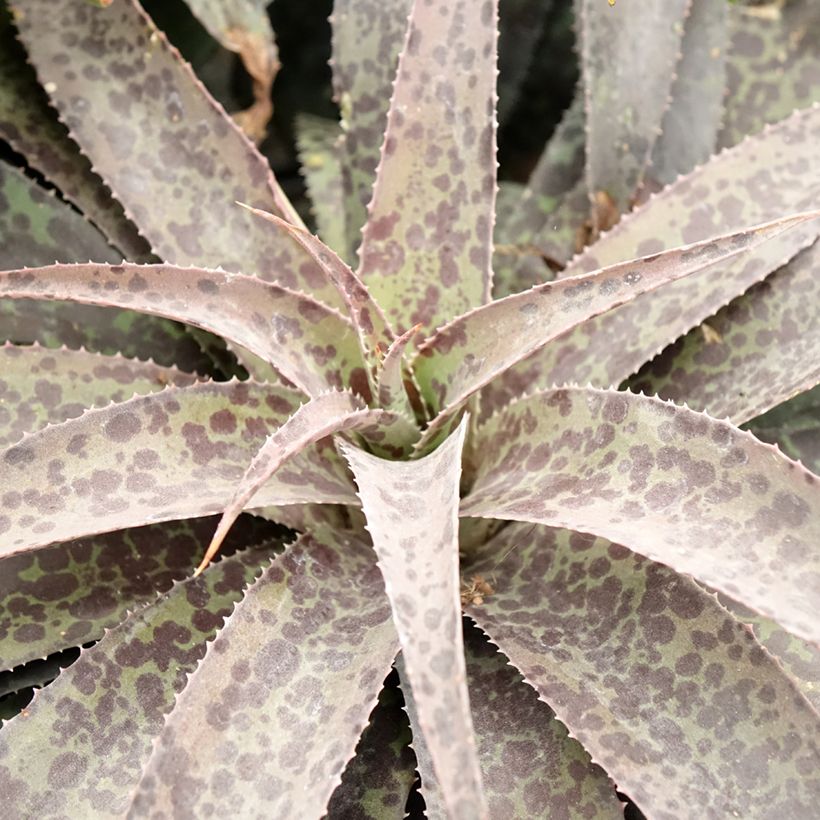 Mangave Mangavé Inkblot (Feuillage)