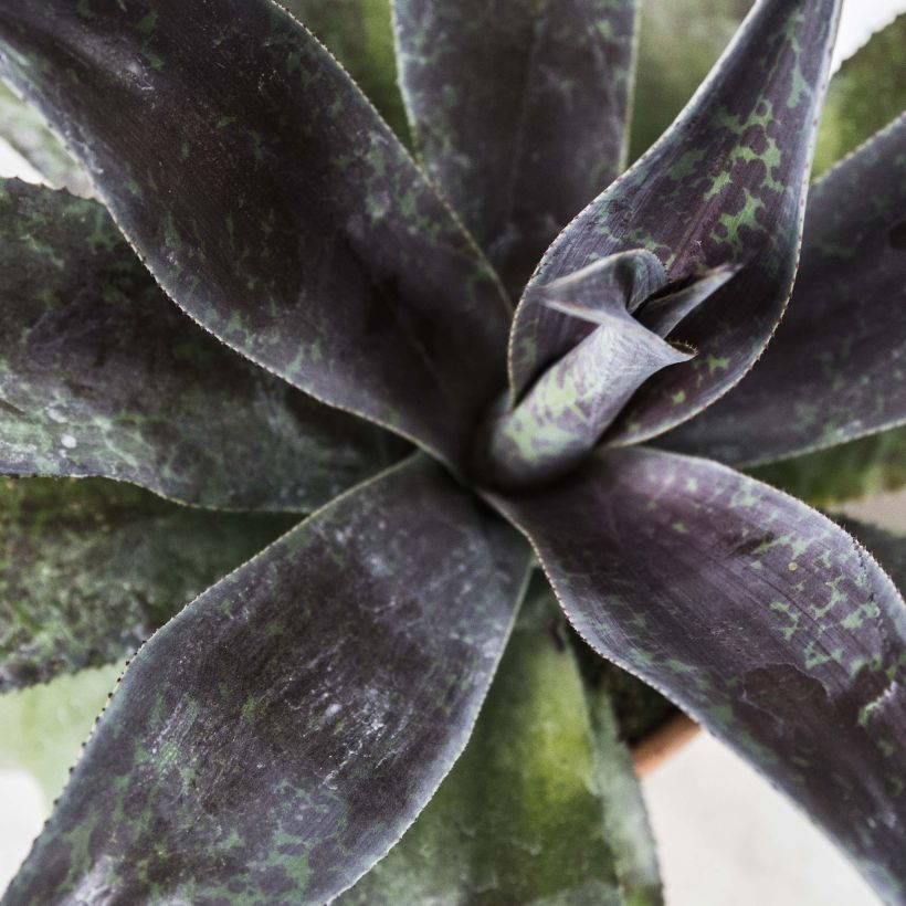 Mangave Mangavé Mission to Mars (Foliage)