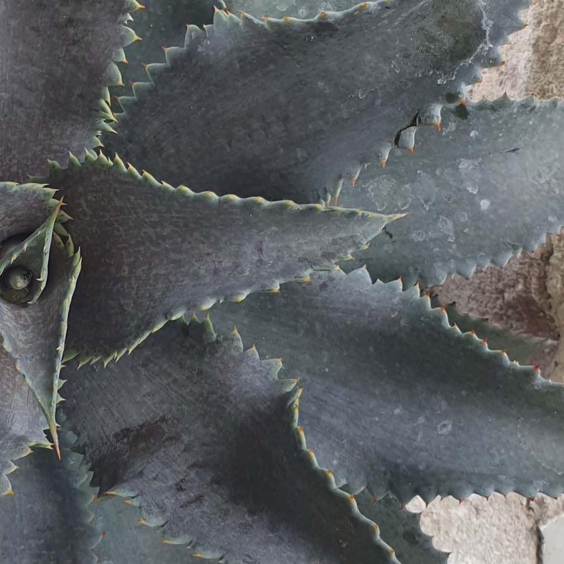 Mangave Mangavé Silver Fox (Foliage)