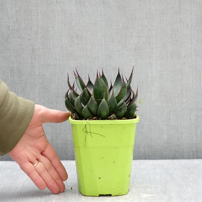 Spécimen de Mangave Praying Hands Pot de 3L/4L tel que livré en hiver