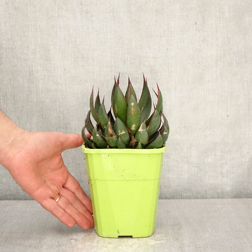 Spécimen de Mangave Praying Hands Pot de 3L/4L tel que livré au printemps