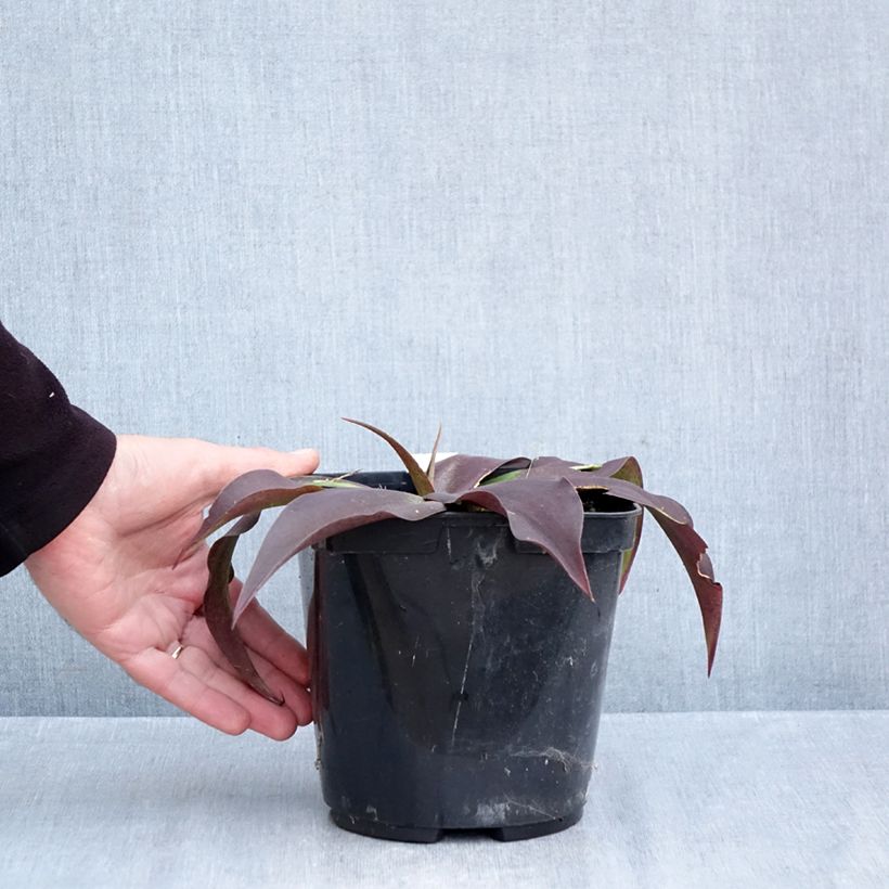 Spécimen de Mangave Purple passion - Manfreda hybride Pot de 3L/4L tel que livré en automne