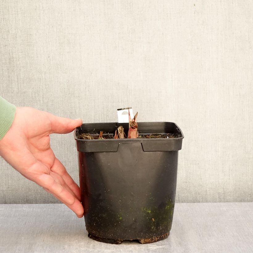 Spécimen de Mangave Purple passion - Manfreda hybride Pot de 3L/4L tel que livré en hiver