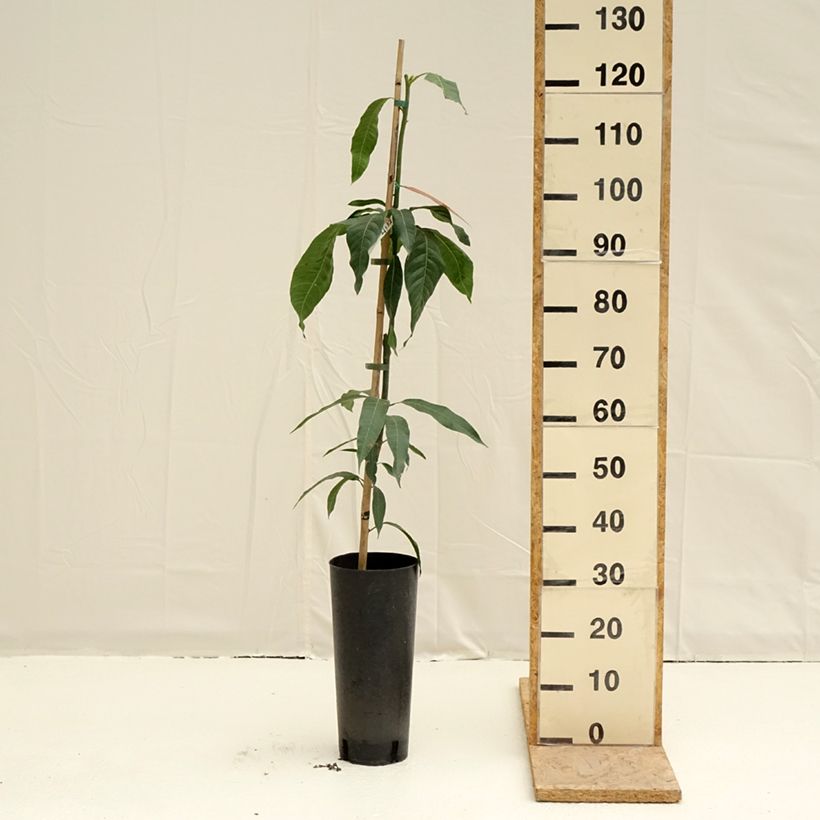 Spécimen de Manguier Keitt - Mangifera indica Pot de 6L/7L tel que livré au printemps