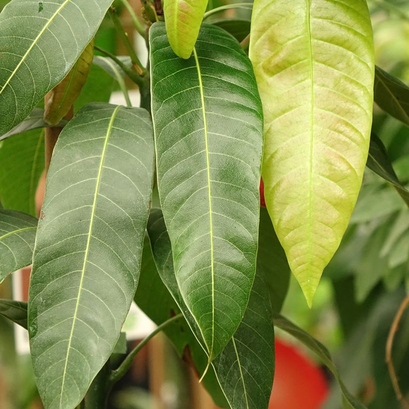 Manguier Osteen - Mangifera indica (Foliage)
