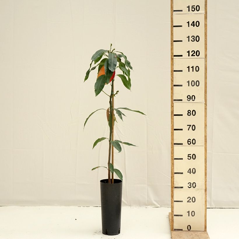 Example of Manguier Osteen - Mangifera indica Pot de 6L/7L as you get in printemps