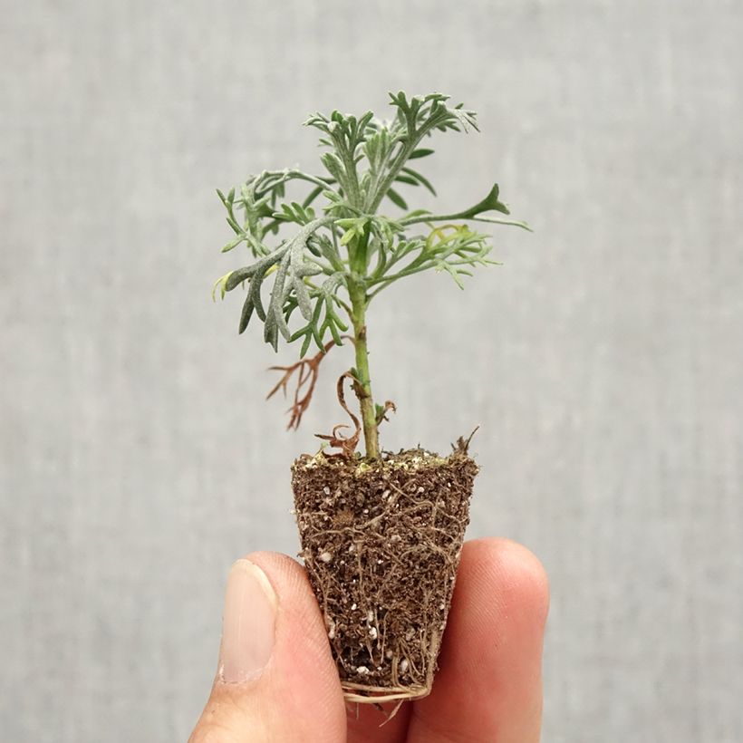 Spécimen de Marguerite du Maroc Flirt - Rhodanthemum hosmariense  Mini-motte Mini-motte Ø 3/4 cm, Plant vert de 5 à 7 cm de haut tel que livré en automne