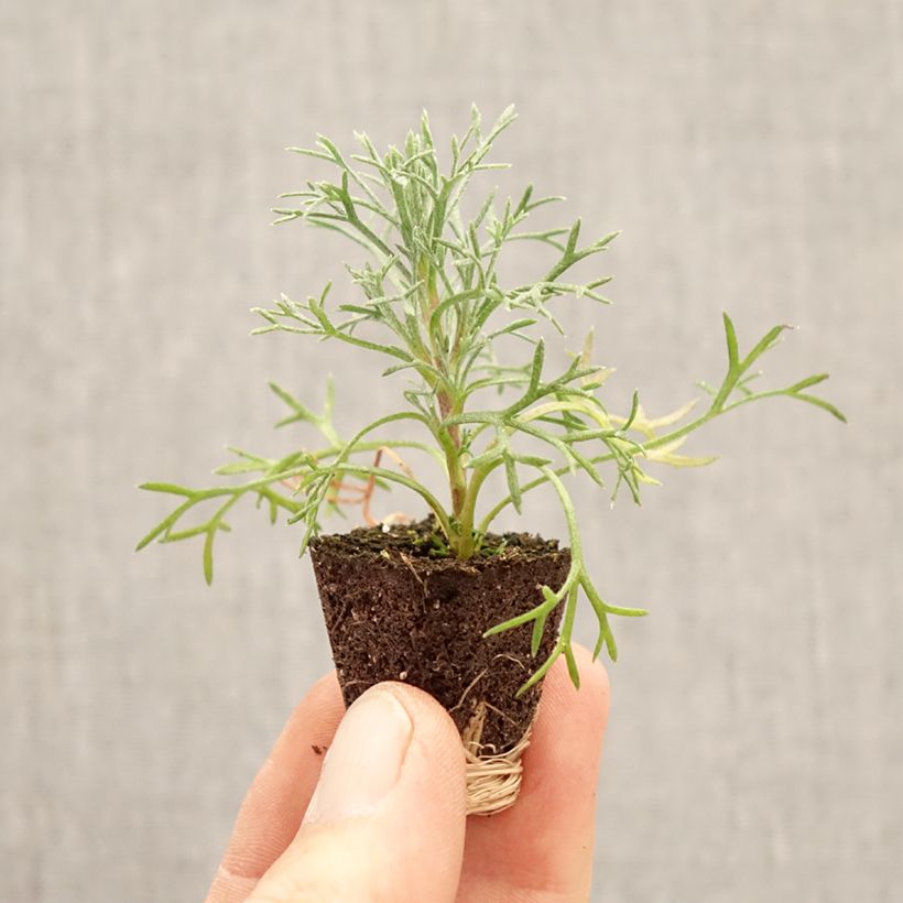 Spécimen de Marguerite du Maroc Flirt - Rhodanthemum hosmariense  Mini-motte Mini-motte Ø 3/4 cm, Plant vert de 5 à 7 cm de haut tel que livré au printemps