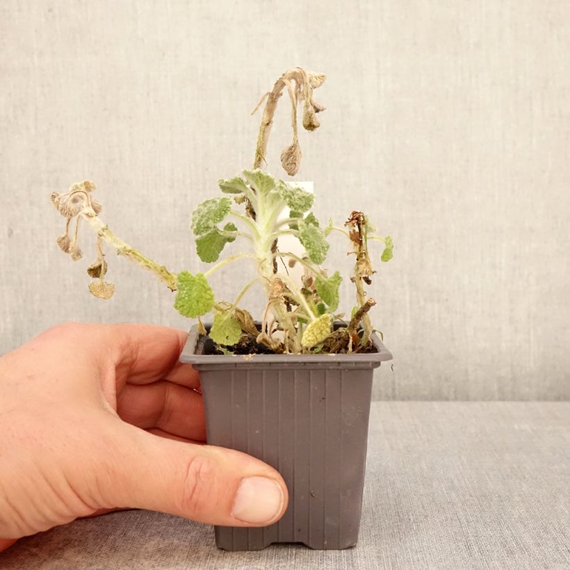 Spécimen de Marrubium supinum - Marrube couché Godet de 8/9 cm tel que livré au printemps