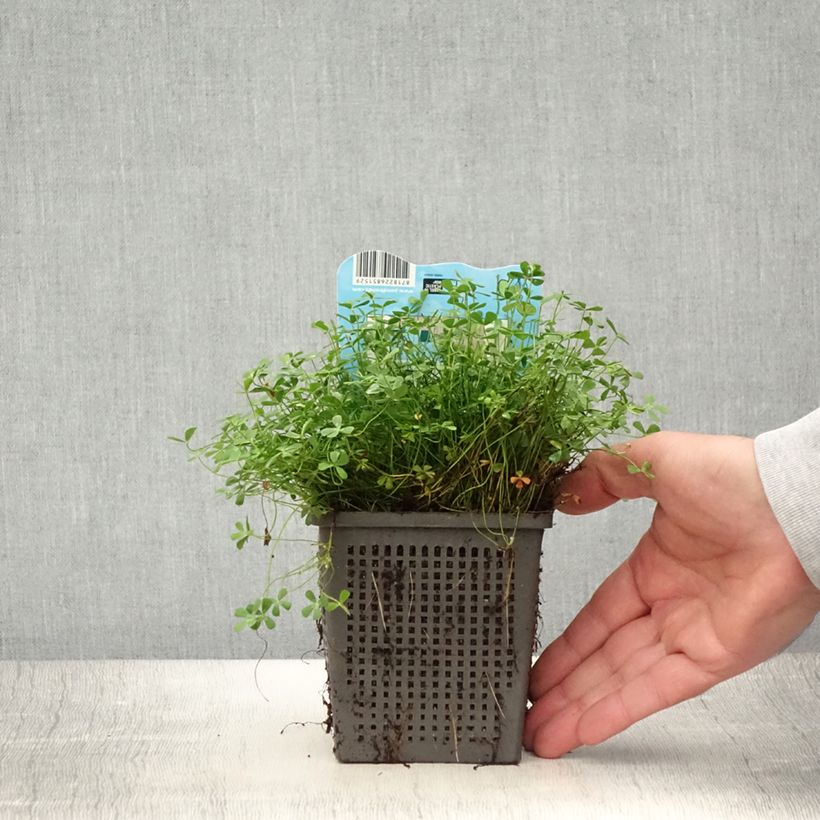 Spécimen de Marsilea quadrifolia - Marsilée à quatre feuilles Pot de 1L/1,5L tel que livré en été