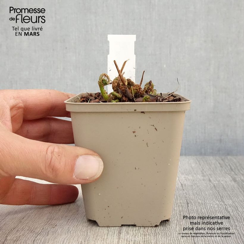 Example of Matteuccia orientalis - Fougère plume d'autruche orientale Godet de 8/9 cm as you get in printemps