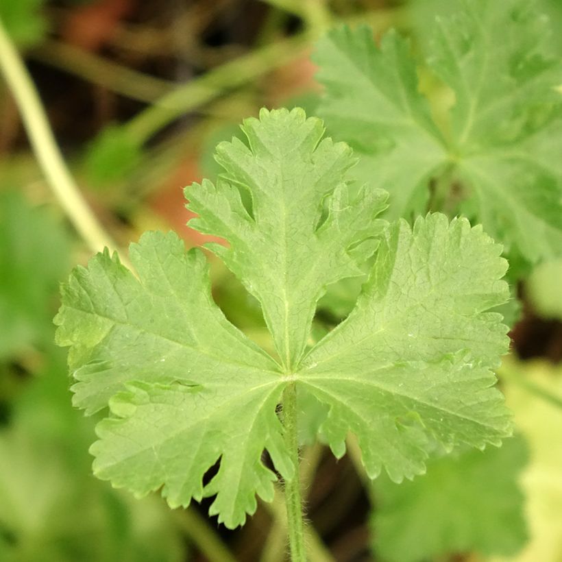 Mauve musquée - Malva moschata Rosea (Feuillage)