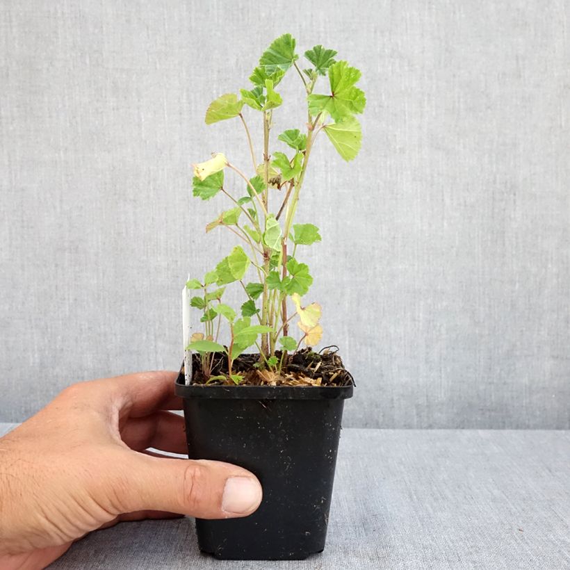 Spécimen de Mauve sylvestre - Malva sylvestris Godet de 7/8 cm tel que livré en été