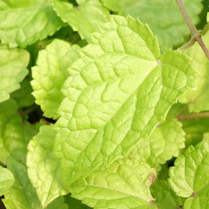 Meehania urticifolia Japan Blau (Feuillage)