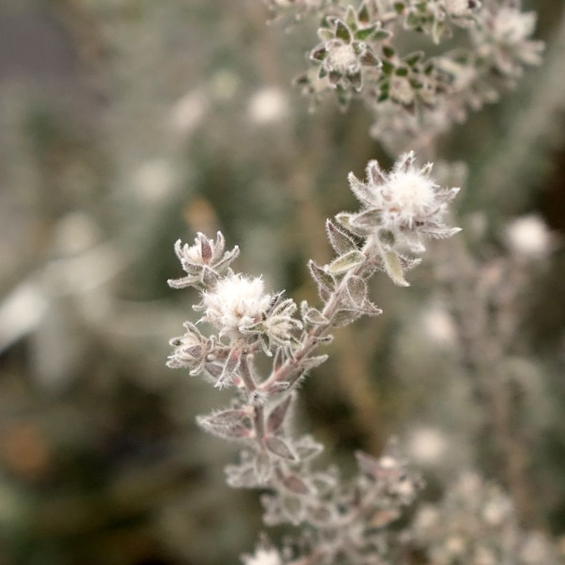 Melaleuca squamea - cajeputier squameux (Floraison)