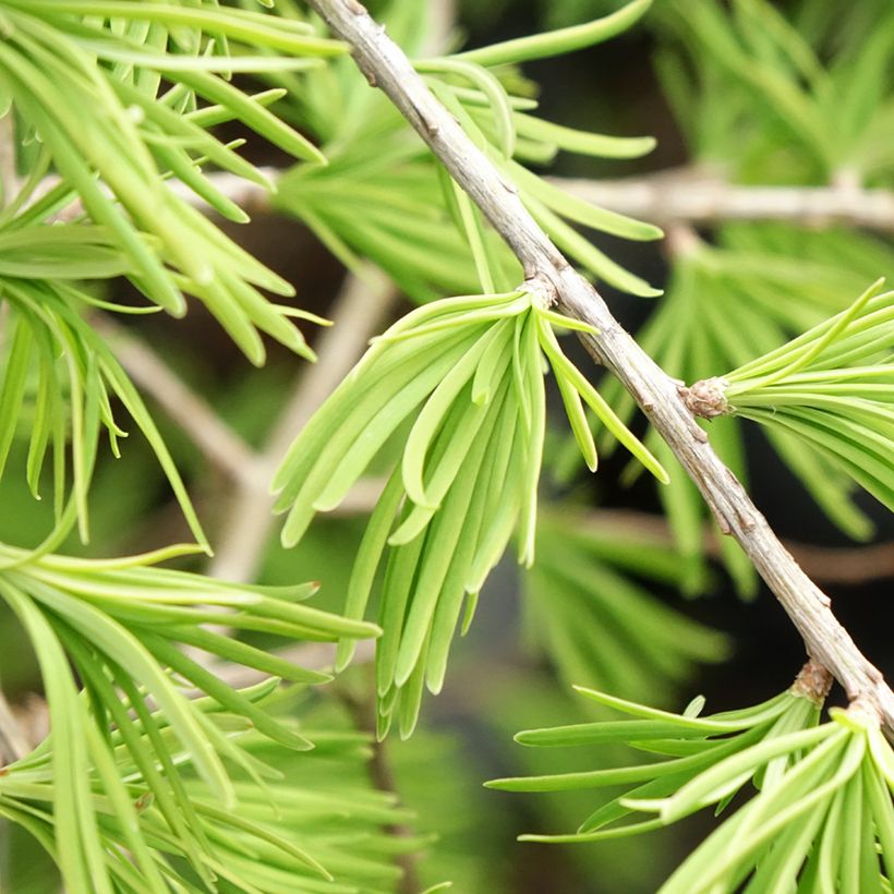 Mélèze de Chine - Pseudolarix amabilis (Feuillage)