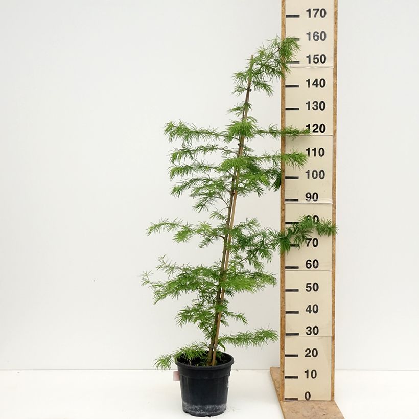 Spécimen de Mélèze de Chine - Pseudolarix amabilis Pot de 7,5L/10L tel que livré au printemps