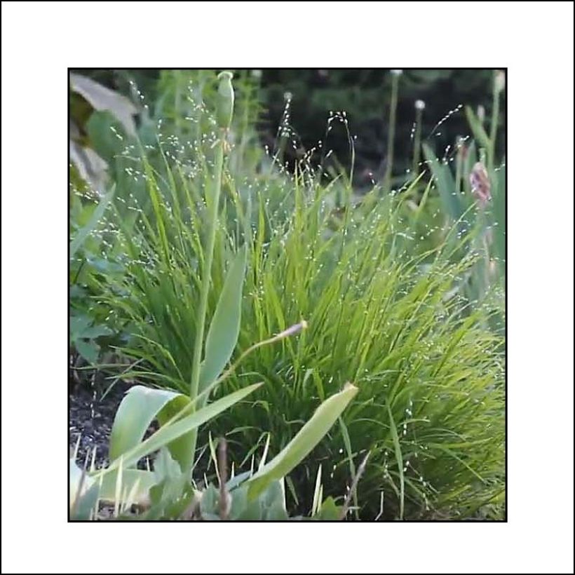 Melica uniflora albida - Mélique à une fleur (Port)