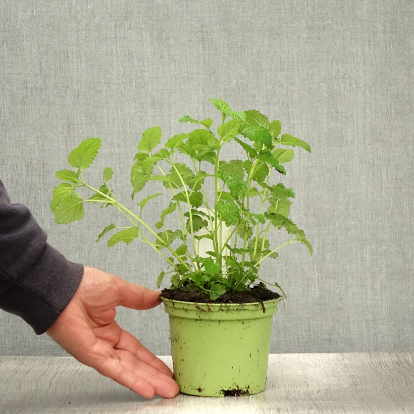Spécimen de Mélisse citronnelle  Pot de 1,5L/2L tel que livré en été