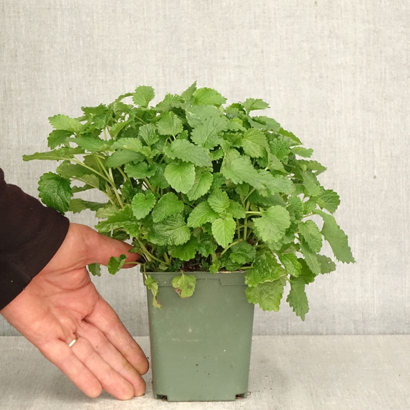 Spécimen de Mélisse, Melissa officinalis Aurea Pot de 1L/1,5L tel que livré au printemps